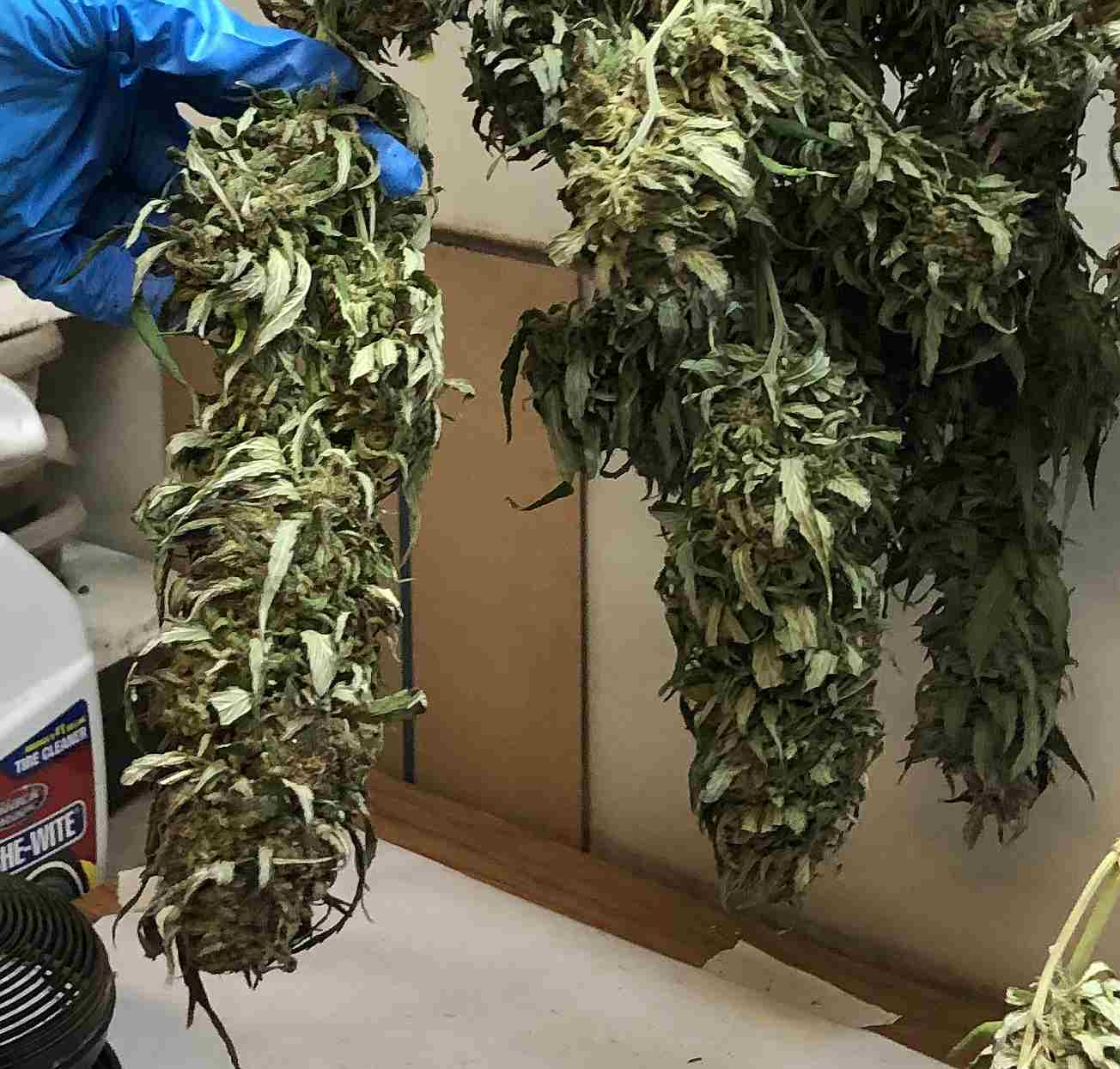 bud2.jpg