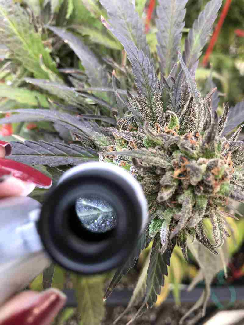 bud77.jpg