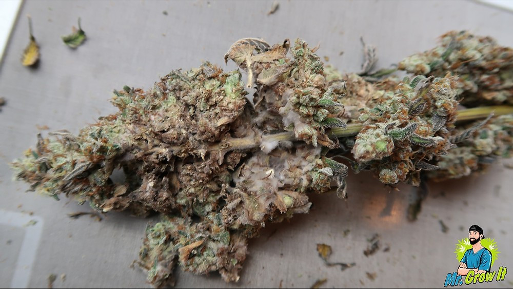 budrot.jpg