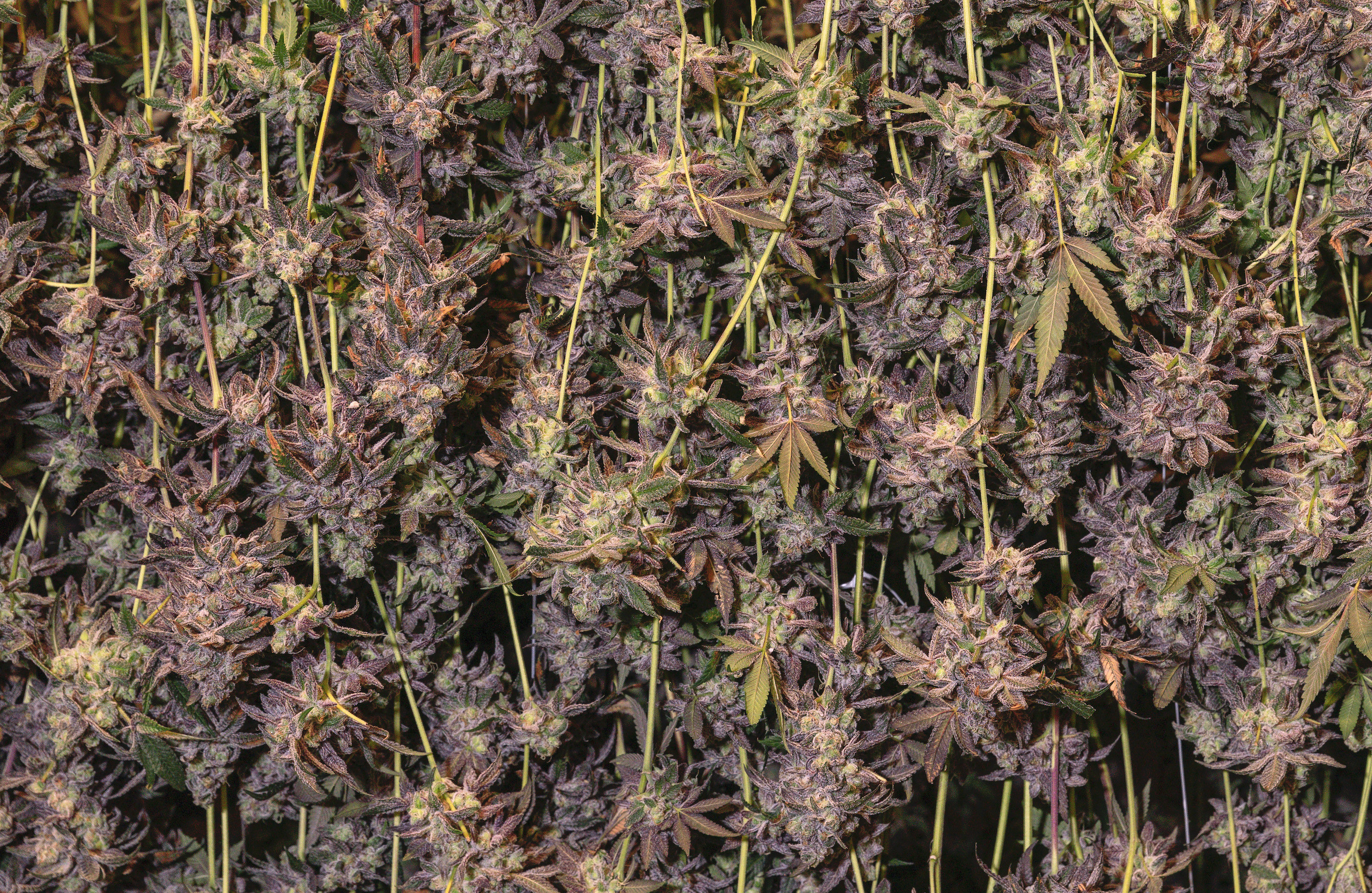 BudsCuring.jpg