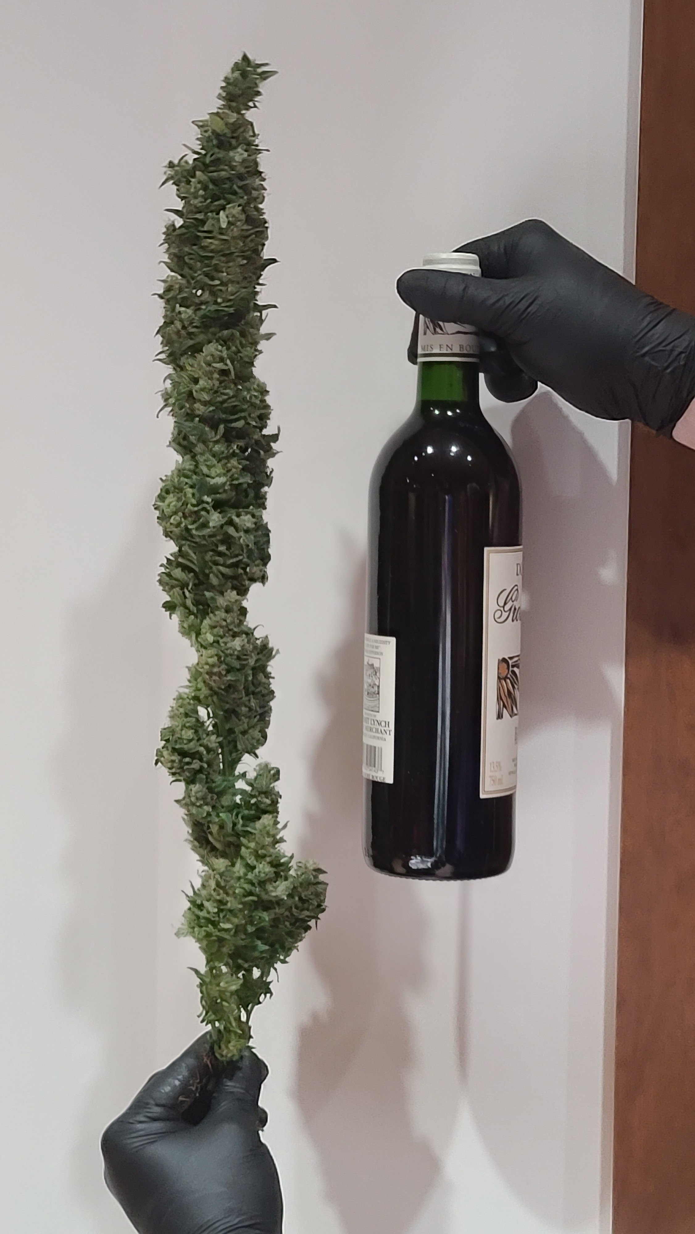 budWine.jpg