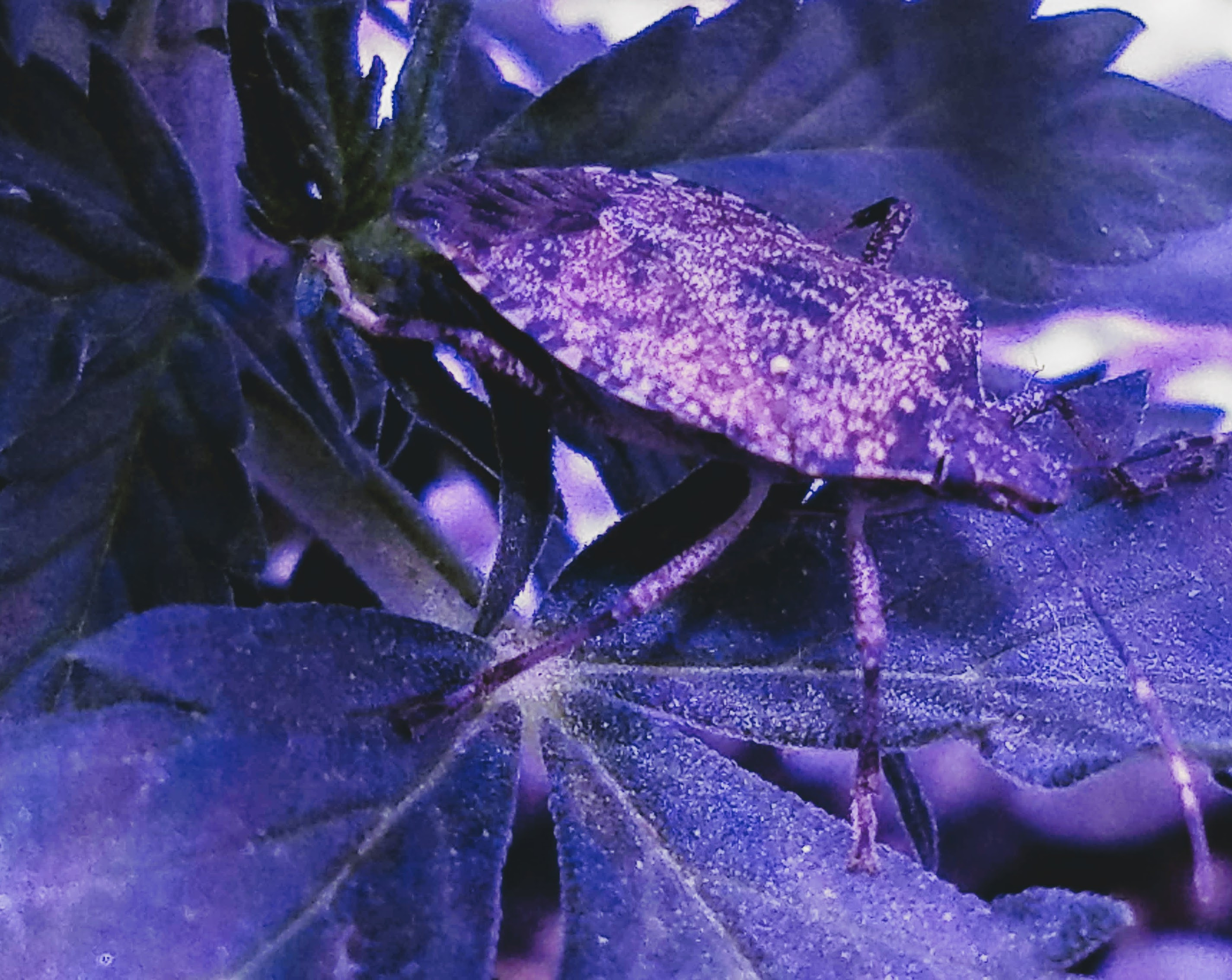 BugBlue.jpg
