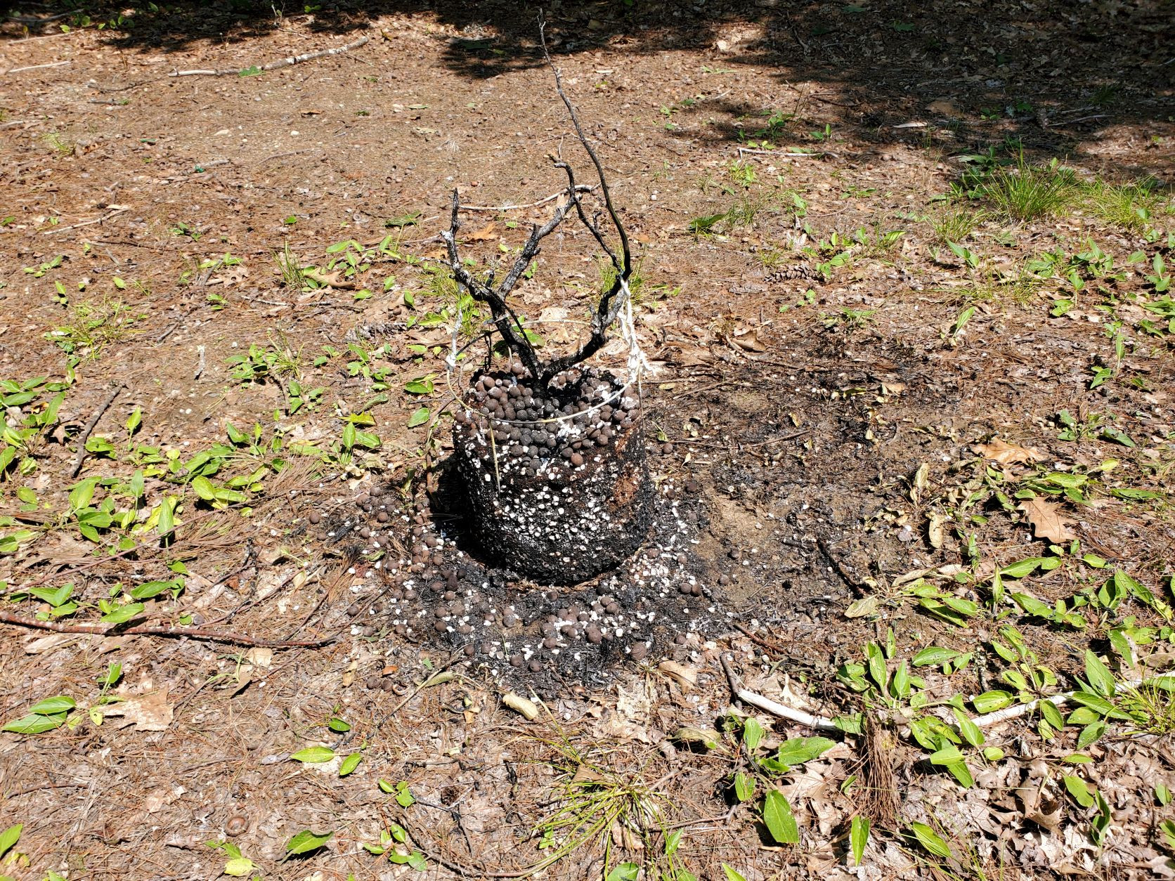 BURNED ROT A.jpg