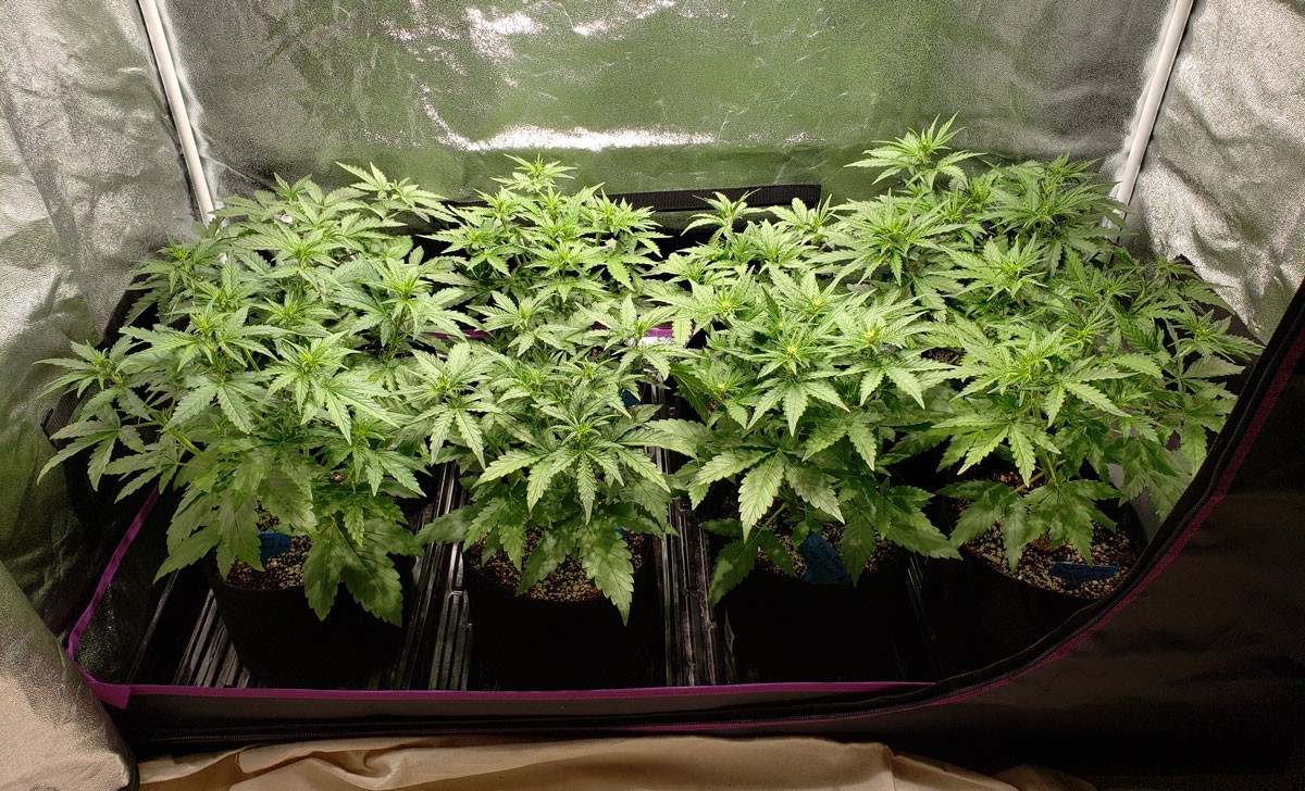 bushy-monsters-3-weeks-old.jpg