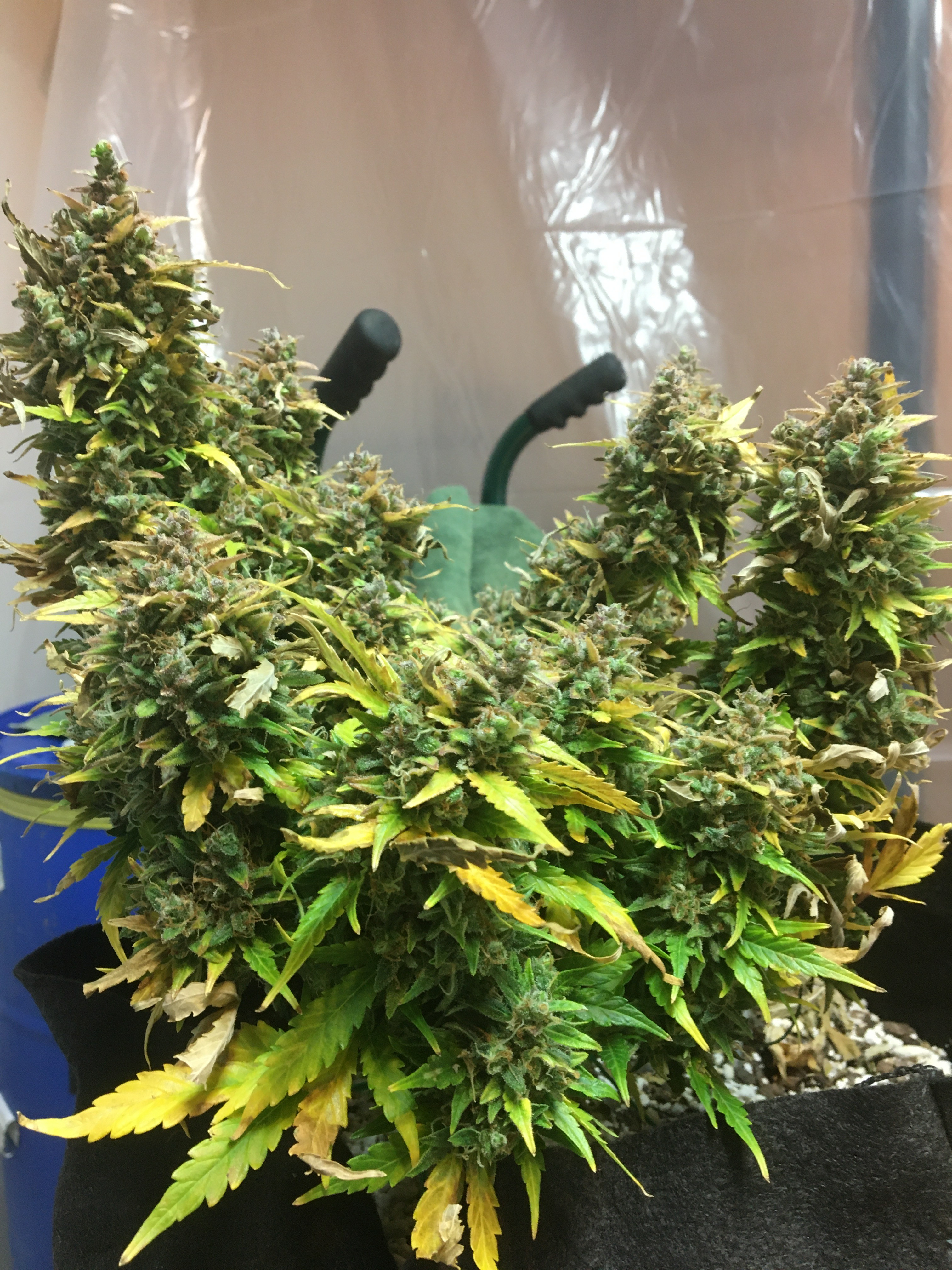 C98E08B8-F602-4EA3-A6F7-1073EA03FA1F.jpeg