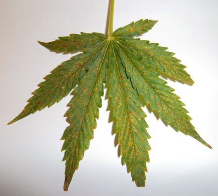 calcium-deficiency-leaf-sm.jpg - Click image for larger version Name: calcium-deficiency-leaf-sm.jpg Views: 1 Size: 37.1 KB ID: 138822 calcium-deficiency-leaf-sm.jpg - Click image for larger version Name: calcium-deficiency-leaf-sm.jpg Views: 1 Size: 37.1 KB ID: 138822