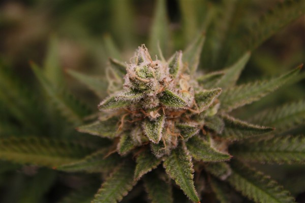 canna2.jpeg