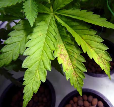 cannabis-calcium-deficiency-bottom-plant-lack-of-light-sm.jpg - Click image for larger version Name: cannabis-calcium-deficiency-bottom-plant-lack-of-light-sm.jpg Views: 1 Size: 43.9 KB ID: 138823 cannabis-calcium-deficiency-bottom-plant-lack-of-light-sm.jpg - Click image for larger version Name: cannabis-calcium-deficiency-bottom-plant-lack-of-light-sm.jpg Views: 1 Size: 43.9 KB ID: 138823