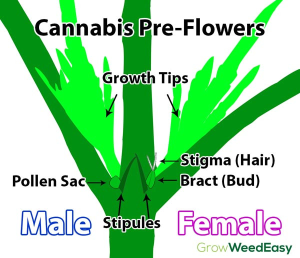 cannabis-flower-anatomy-structure-preflowers-diagram-explain-growweedeasy-sm.jpg