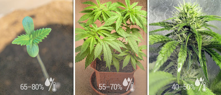 cannabis-info-The-ideal-humidity-levels-for-growing-cannabis2.jpg - Click image for larger version  Name:	cannabis-info-The-ideal-humidity-levels-for-growing-cannabis2.jpg Views:	0 Size:	99.4 KB ID:	402219