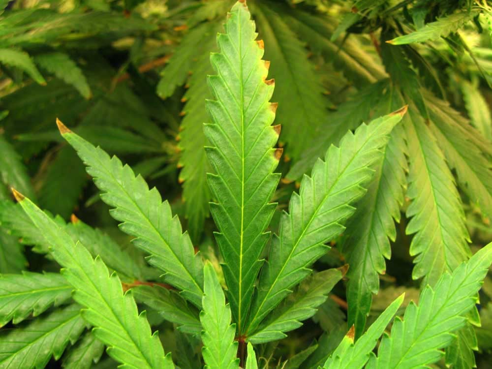 Click image for larger version  Name:	cannabis-nutrient-burn.jpg Views:	1 Size:	127.2 KB ID:	192692
