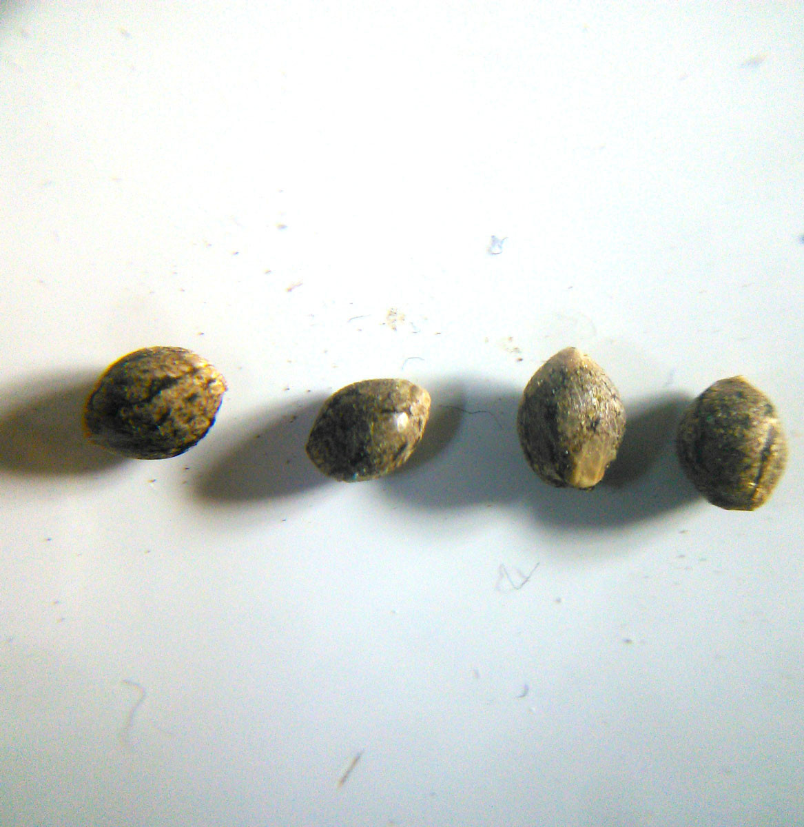 Viable cannabis seeds