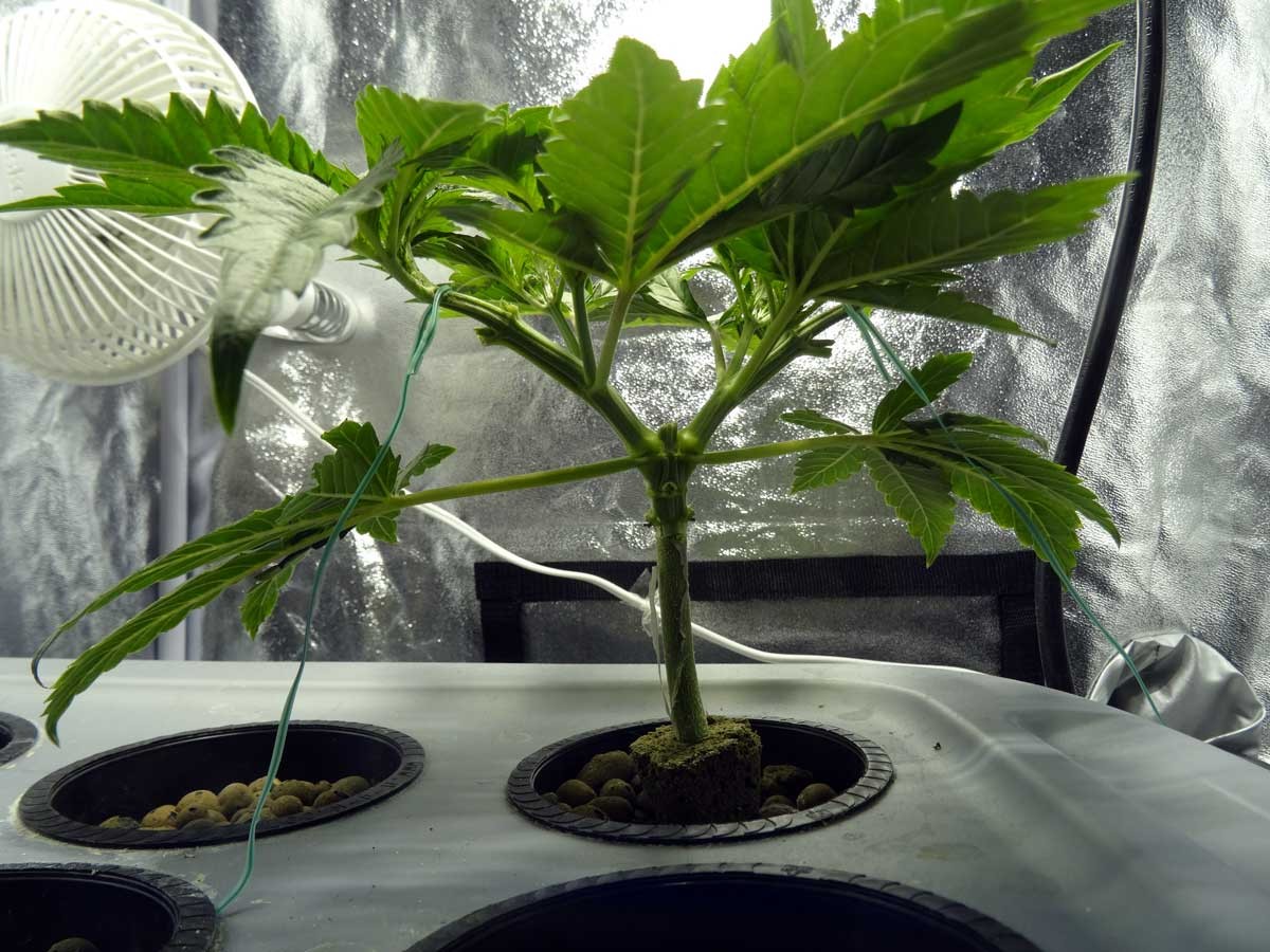 cannabis-vegetative-dwc-white-rhino-7-hours-later-side.jpg