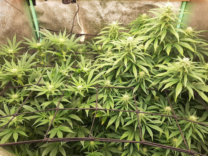 cannibis14.jpg