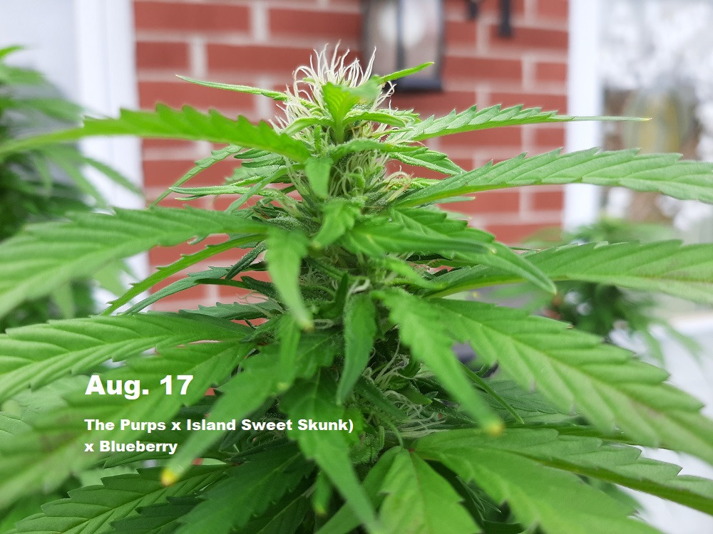 cannibis7.jpg