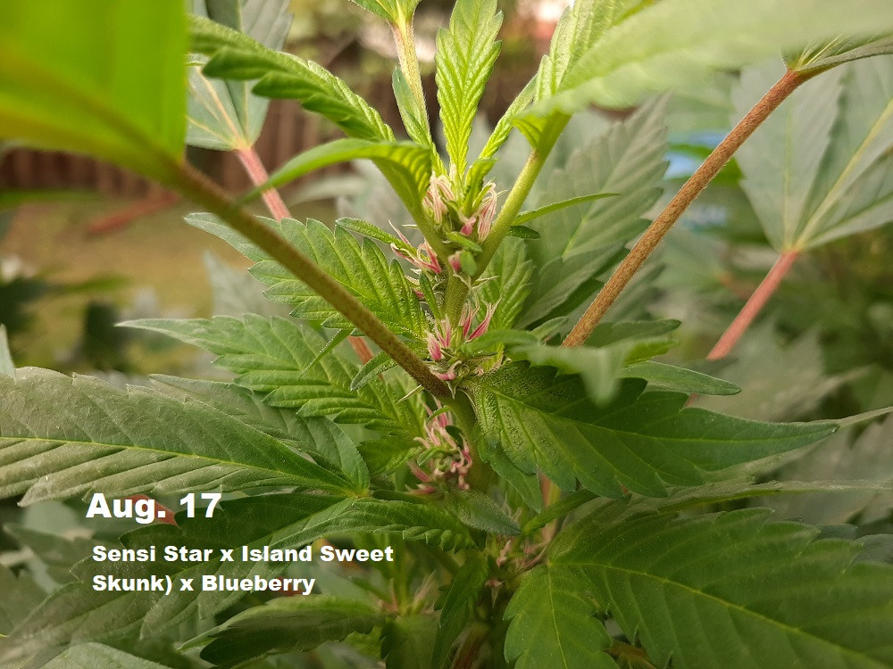 cannibis9.jpg