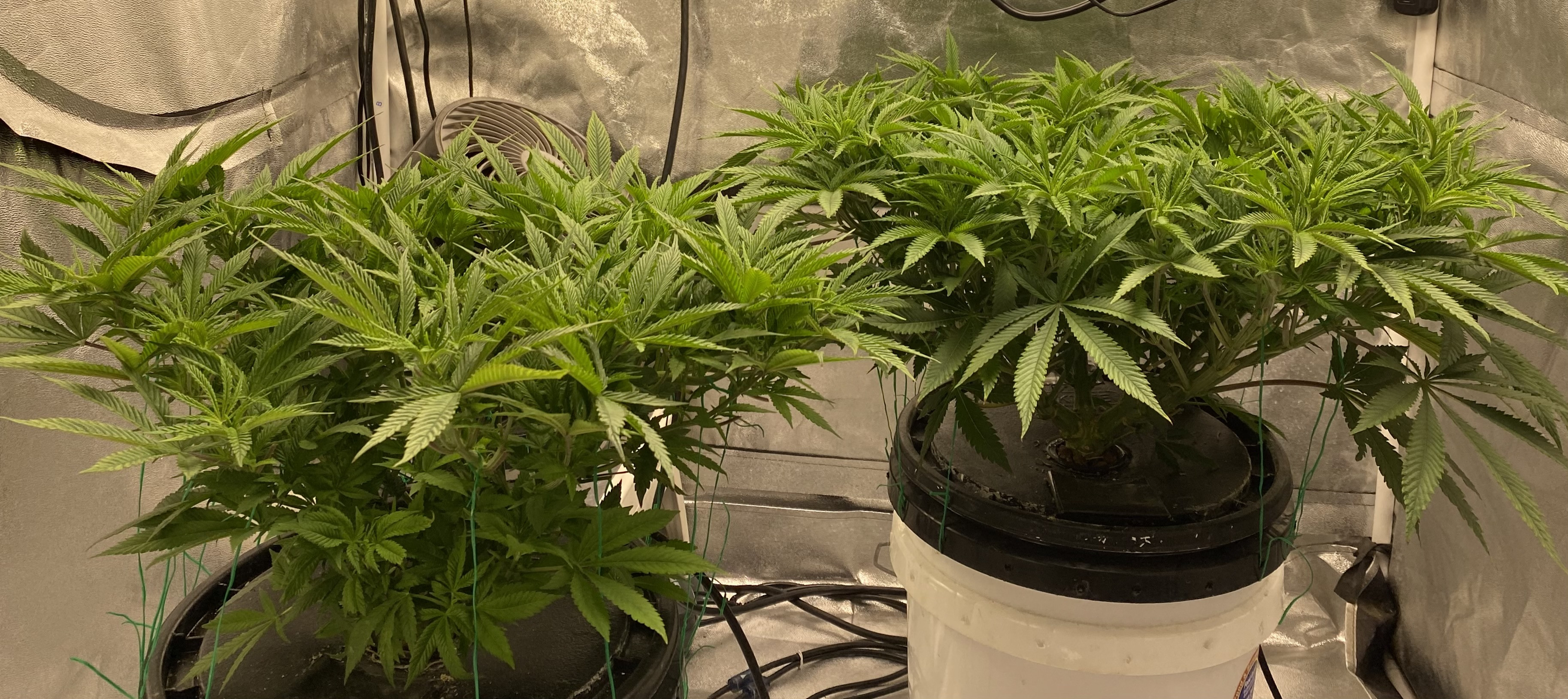 Canopy_TTB-1.jpg