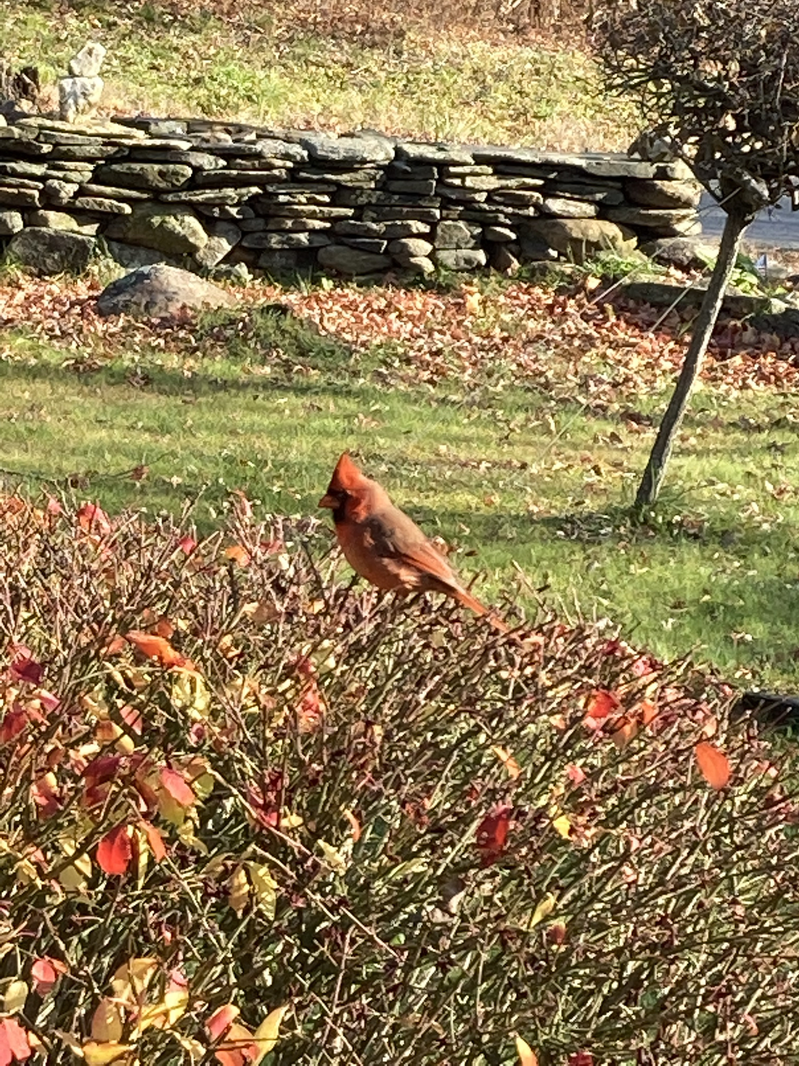 cardinal.jpg