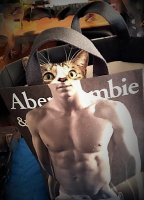Catbag.jpg