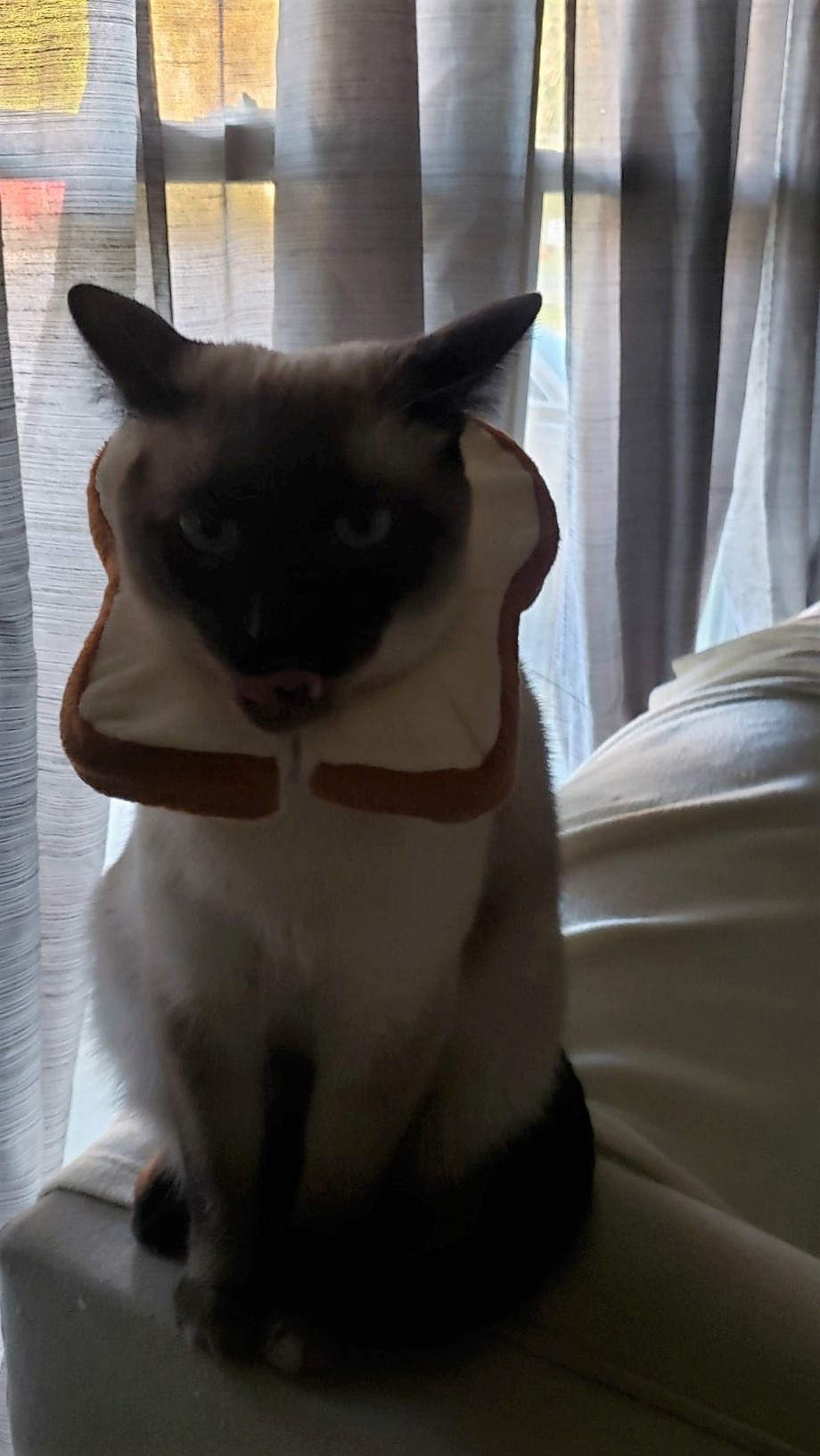 CatBreadHalloween.jpg