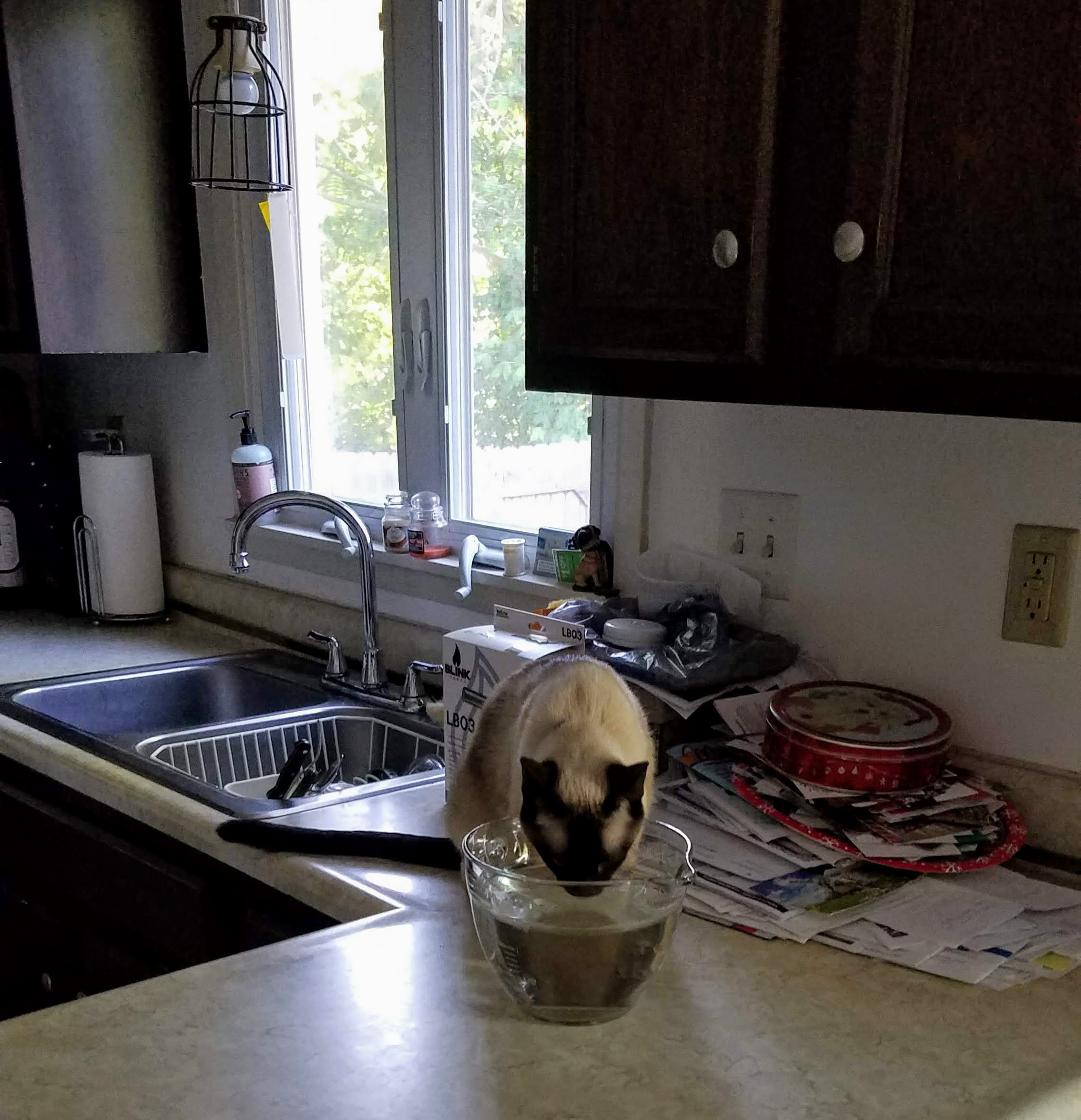 CatDrinking.jpg