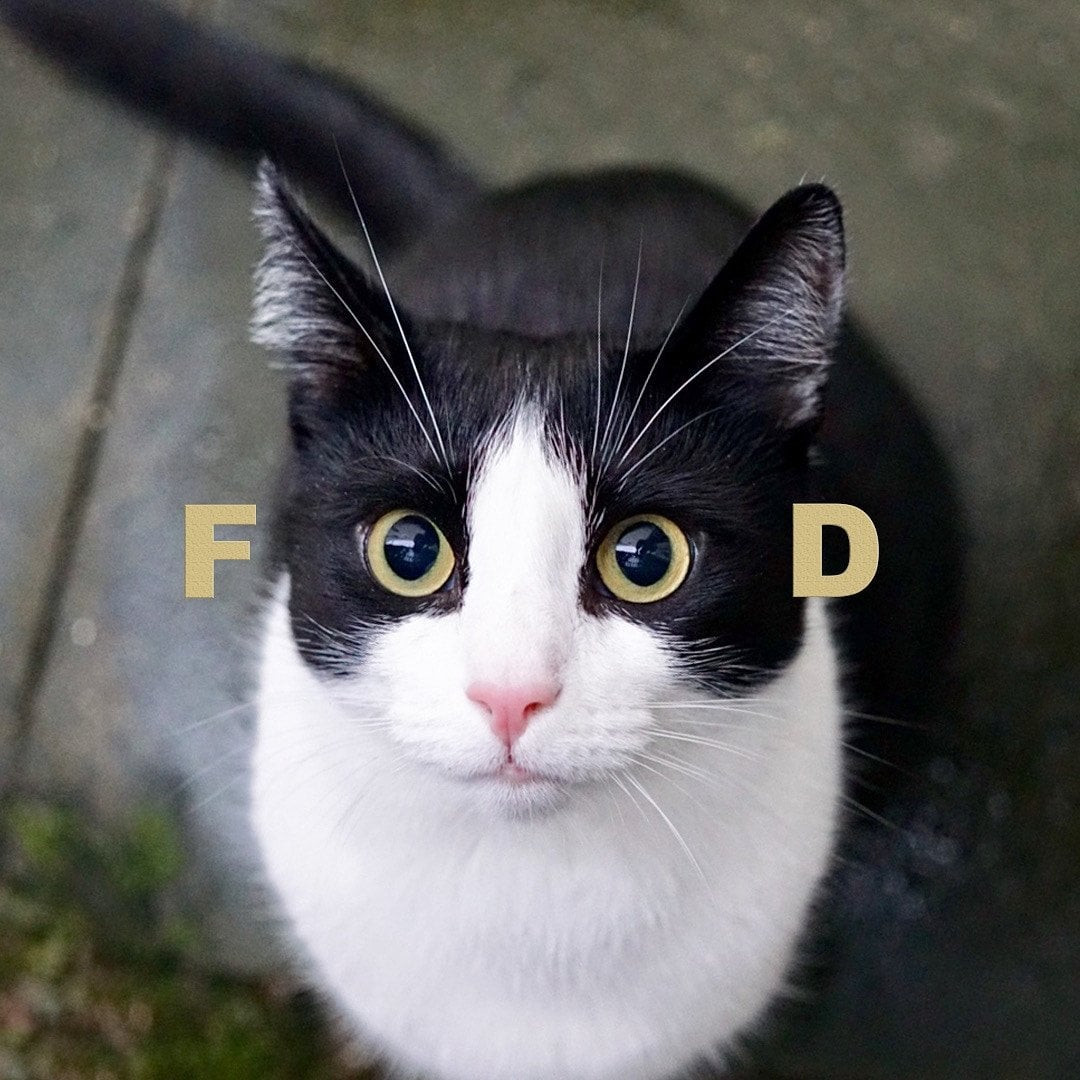 CatFoodEyes.jpg