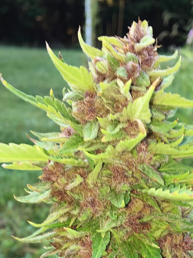 Click image for larger version  Name:	garden2.JPG Views:	0 Size:	461.9 KB ID:	511731