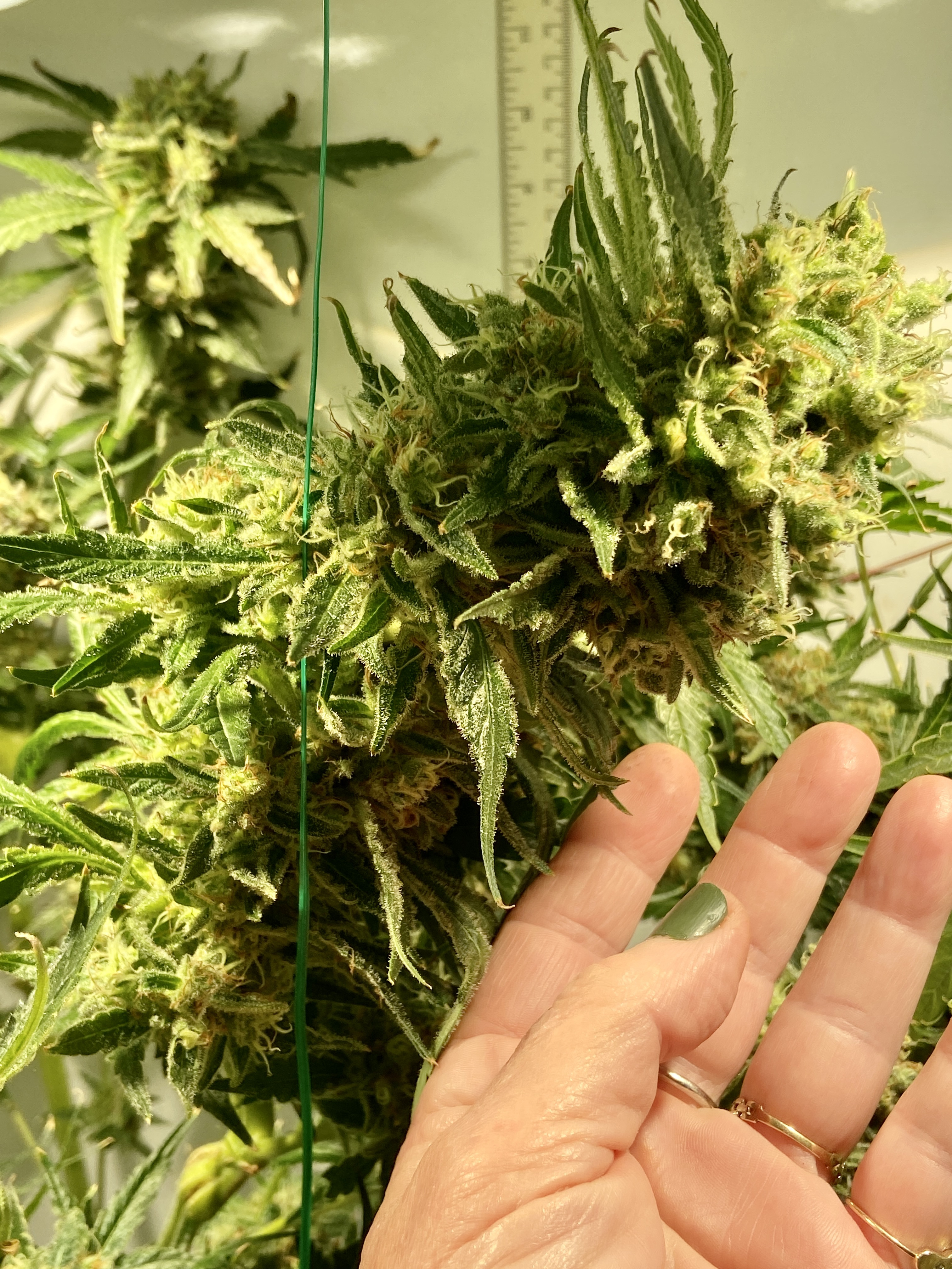 cd big bud.jpg