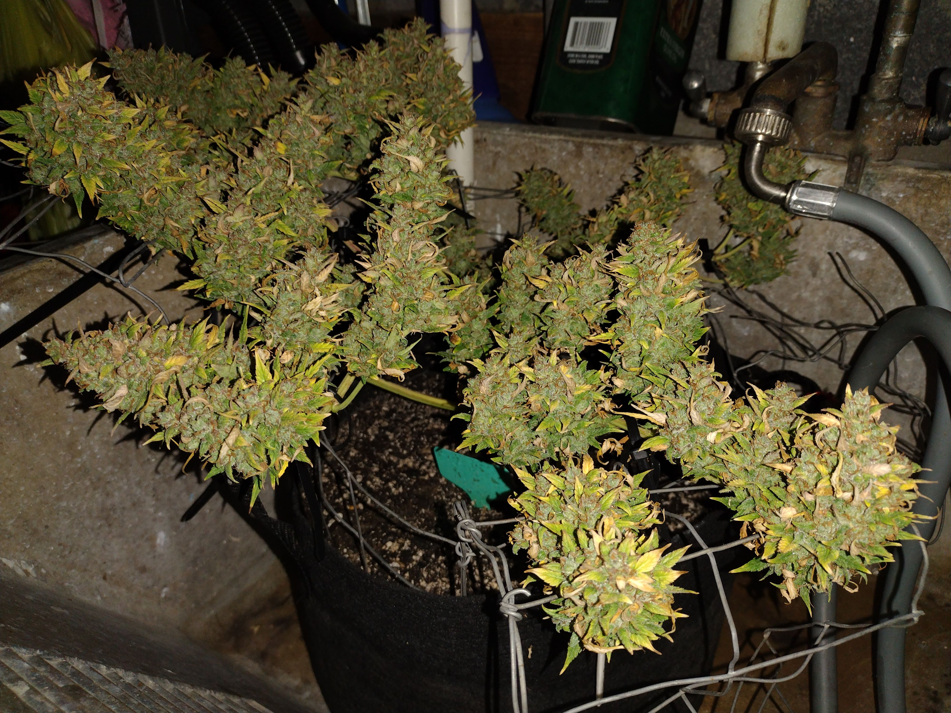 Cheese Pre Harvest Flush.jpg