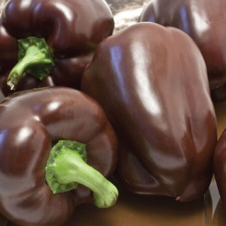 Click image for larger version  Name:	Chocolate-Bell-Pepper-Seeds.jpg?sw=450&sh=450.jpg Views:	0 Size:	40.2 KB ID:	555399