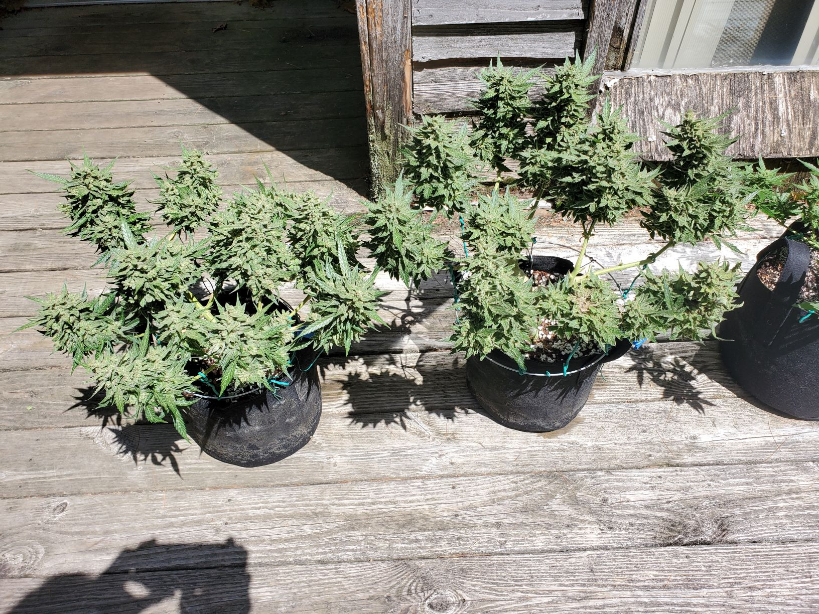 CLONE 12A.jpg