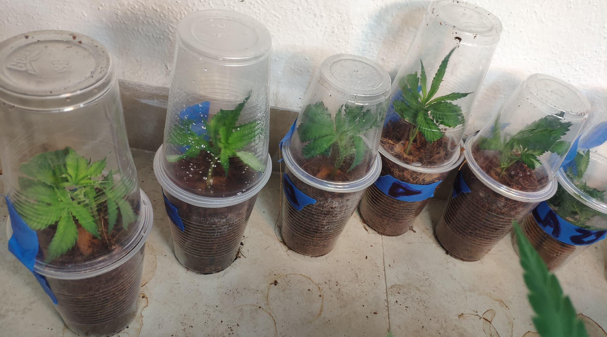 clones.jpg