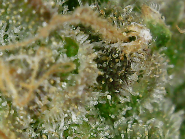 closeup_1.jpg