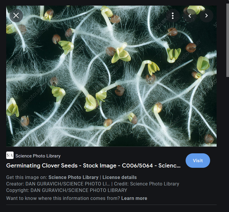 CLOVER SEED GERMINATION.PNG