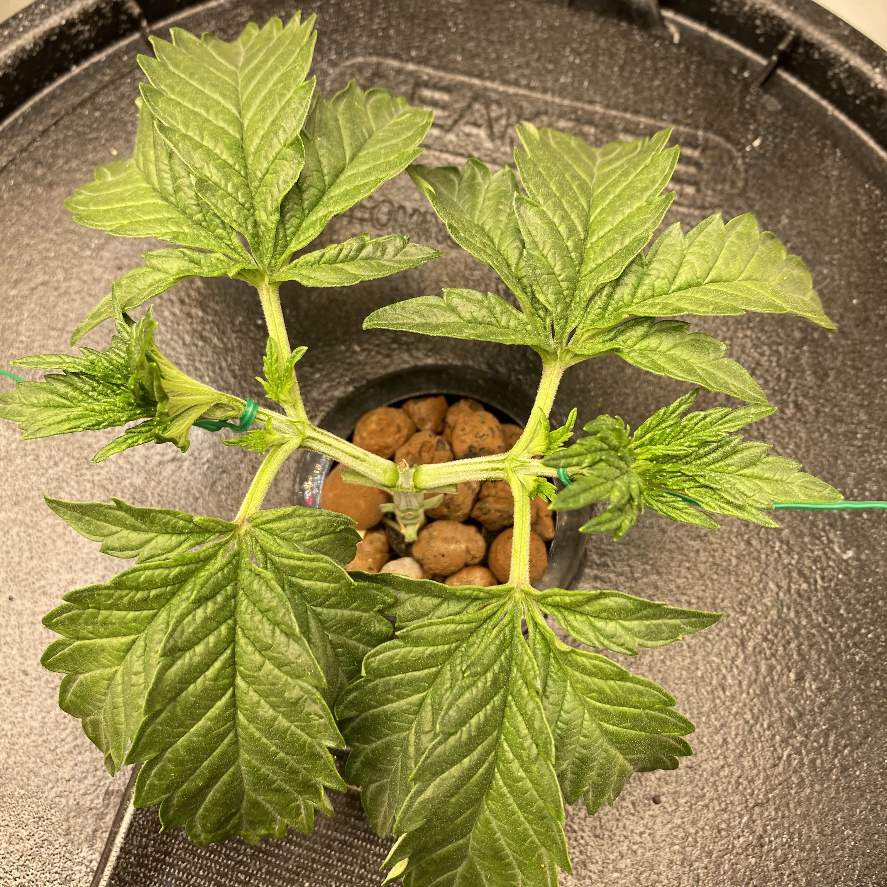 Chocolate Mint OG - Click image for larger versionName:	cm_w3d4.jpgViews:	0Size:	2.78 MBID:	532225