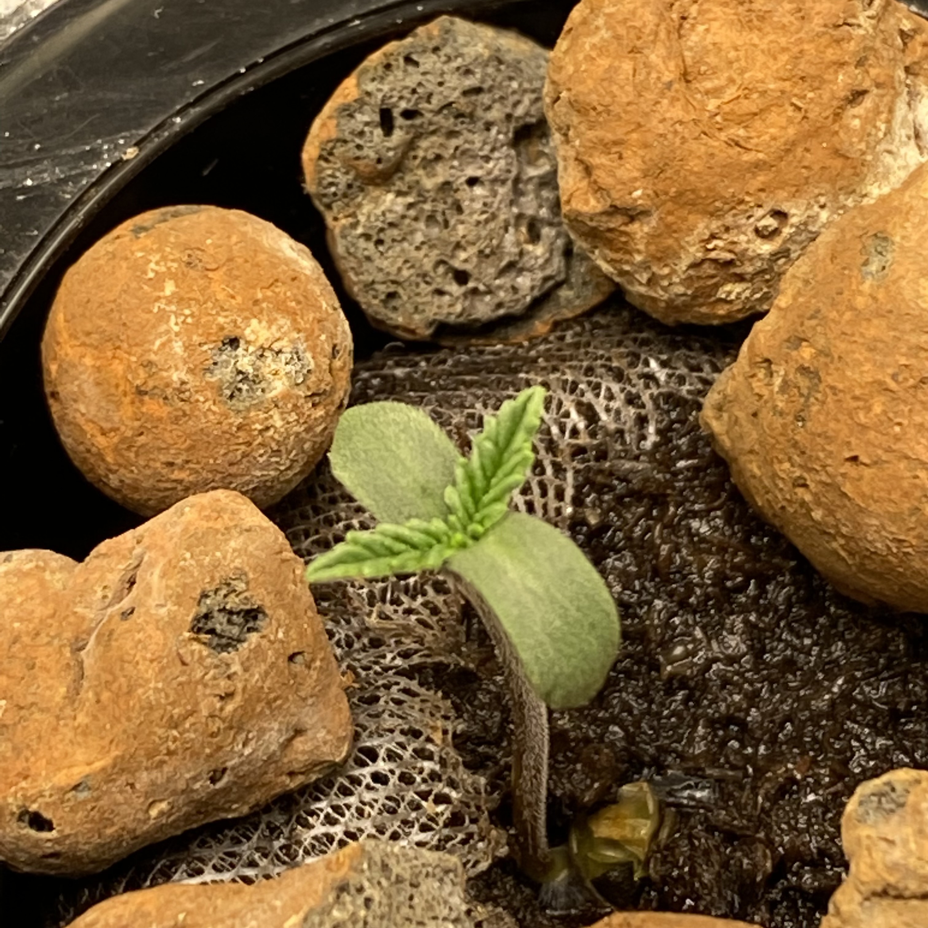 Click image for larger version  Name:	bk_seedling.jpg Views:	29 Size:	1.42 MB ID:	527795