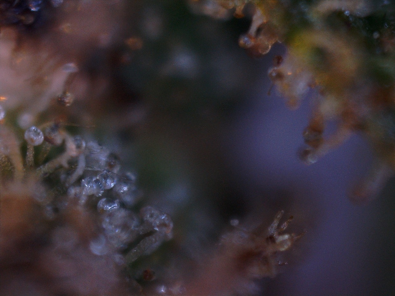 contrasting trichs Tsarina.jpg