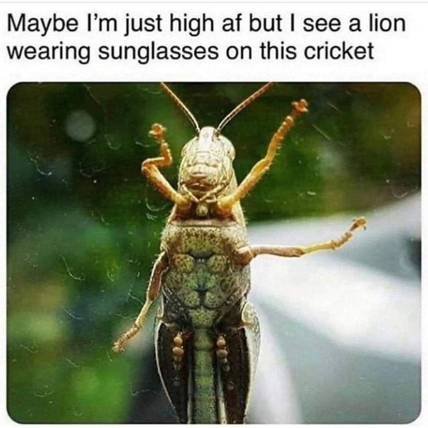 CRICKET.jpg