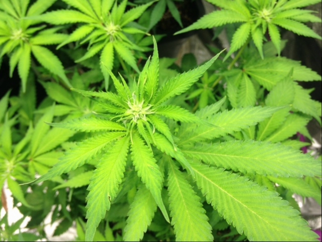 Critcal Mass flower.JPG