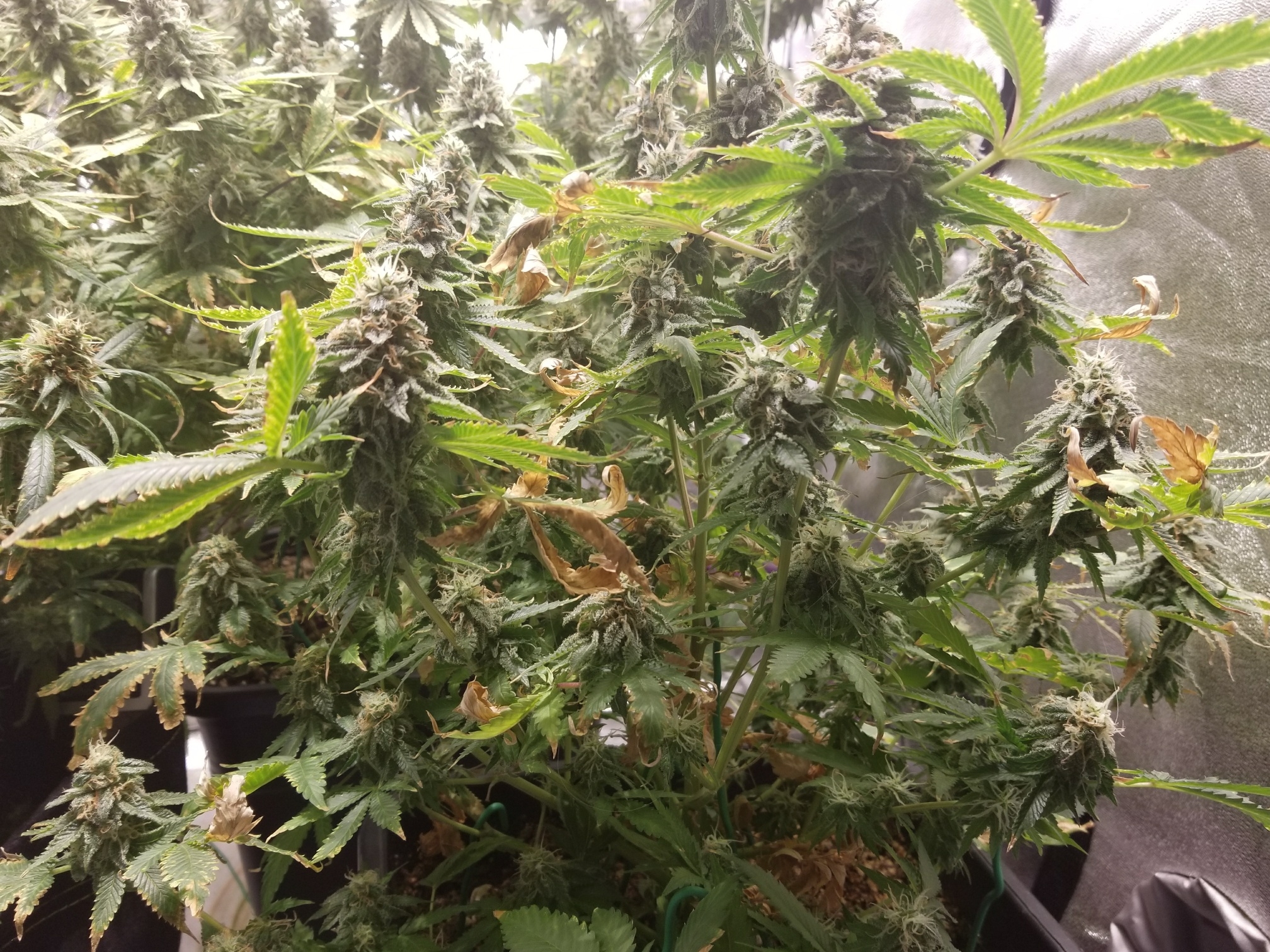 Critical Mass_8-5-17.jpg