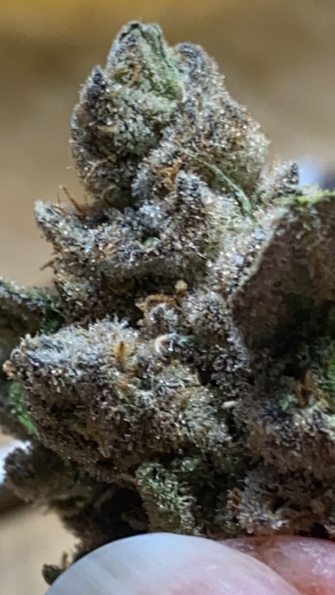 curing bud.JPG