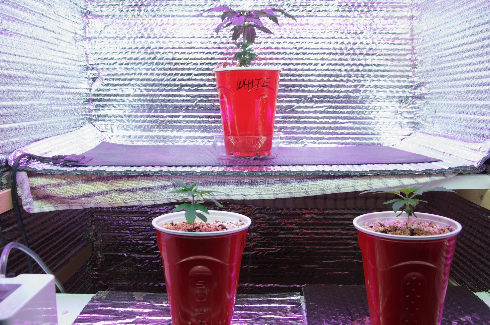 Click image for larger version  Name:	Current Grow, Weeks 12, 10, 5 & 3.jpg Views:	3 Size:	284.7 KB ID:	374013