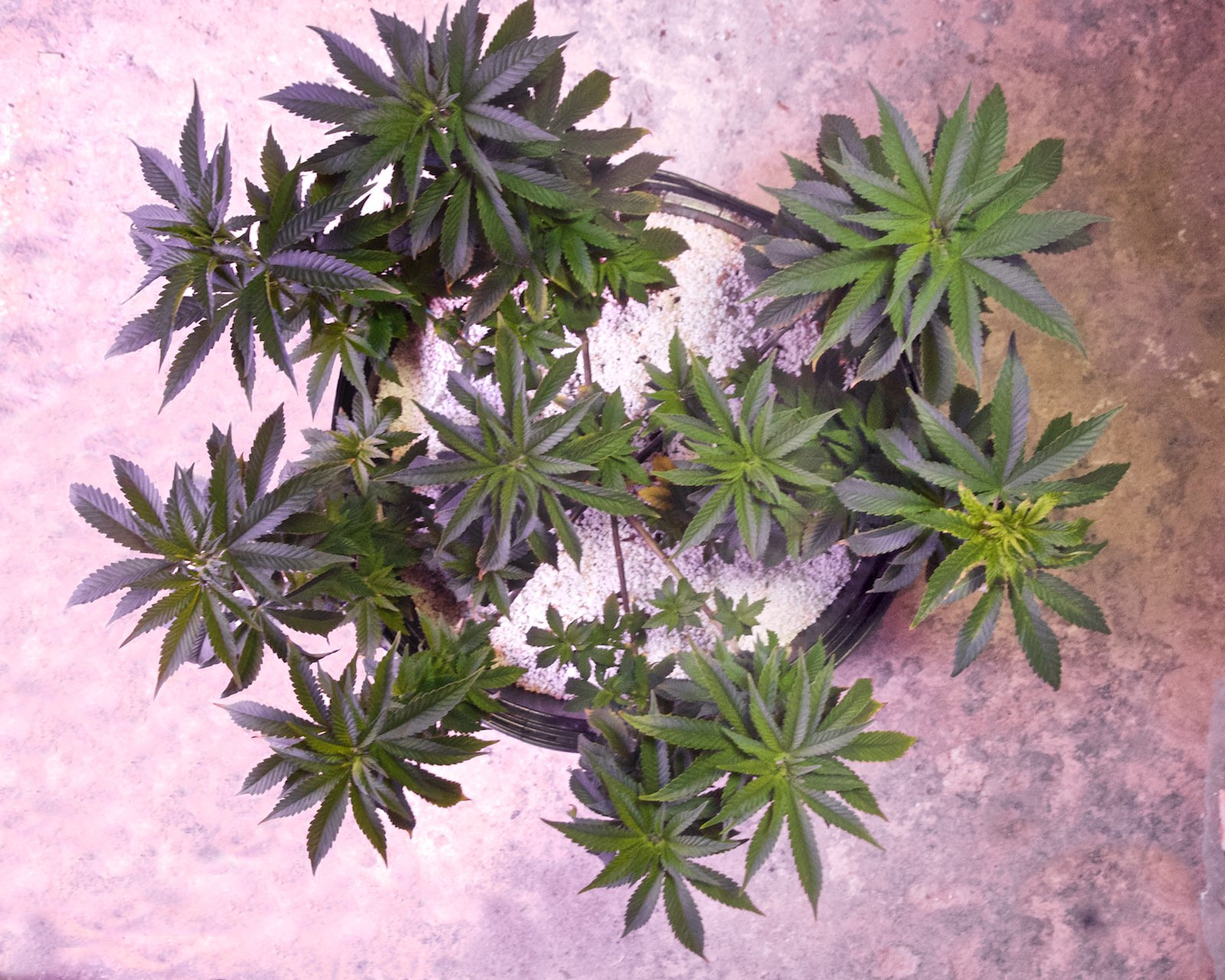 Click image for larger version  Name:	Current Grow, Weeks 12, 10, 5 & 3 (2).jpg Views:	3 Size:	572.8 KB ID:	374011