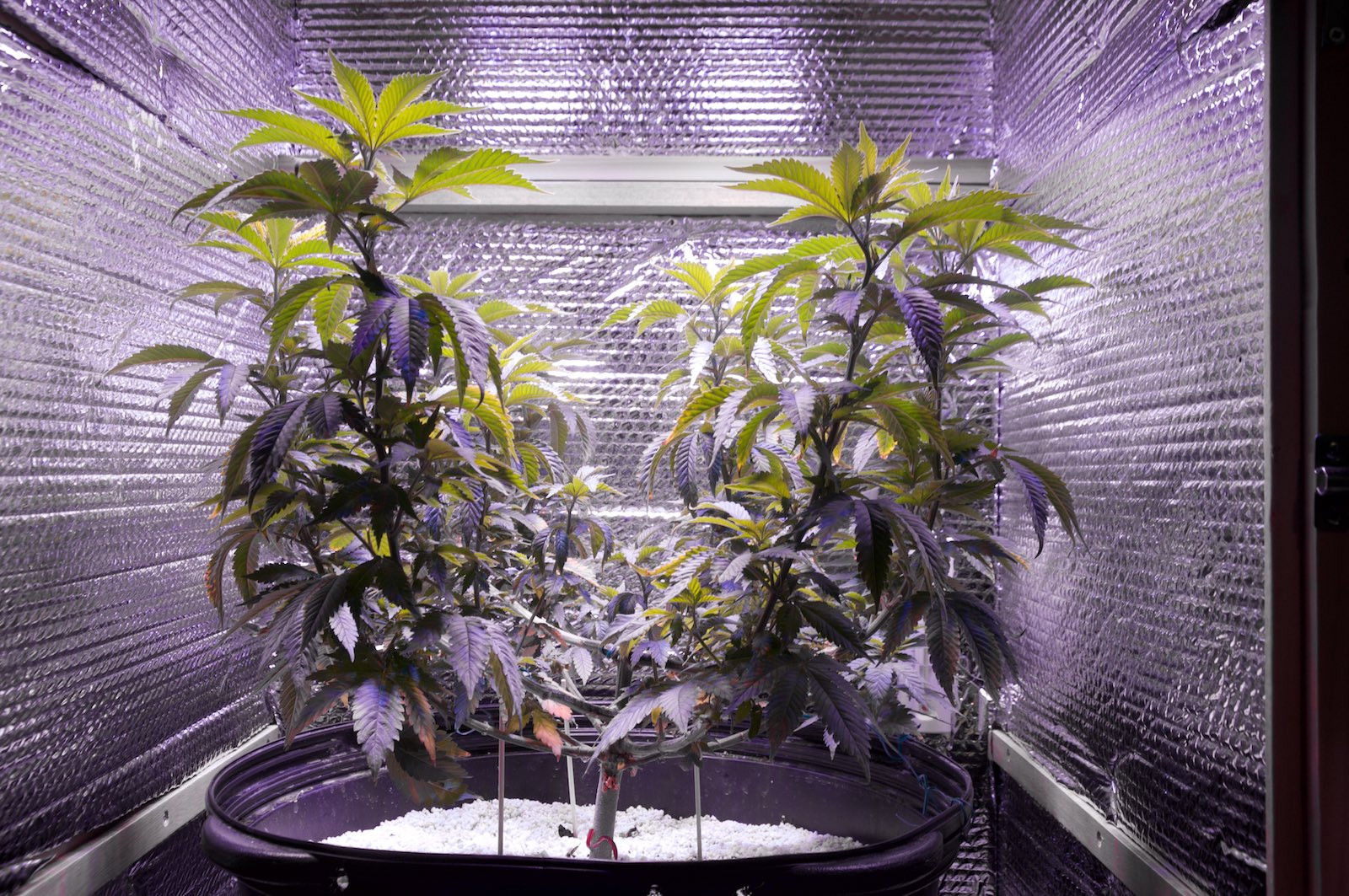 Click image for larger version  Name:	Current Grow, Weeks 12, 10, 5 & 3 (6).jpg Views:	3 Size:	806.7 KB ID:	374010