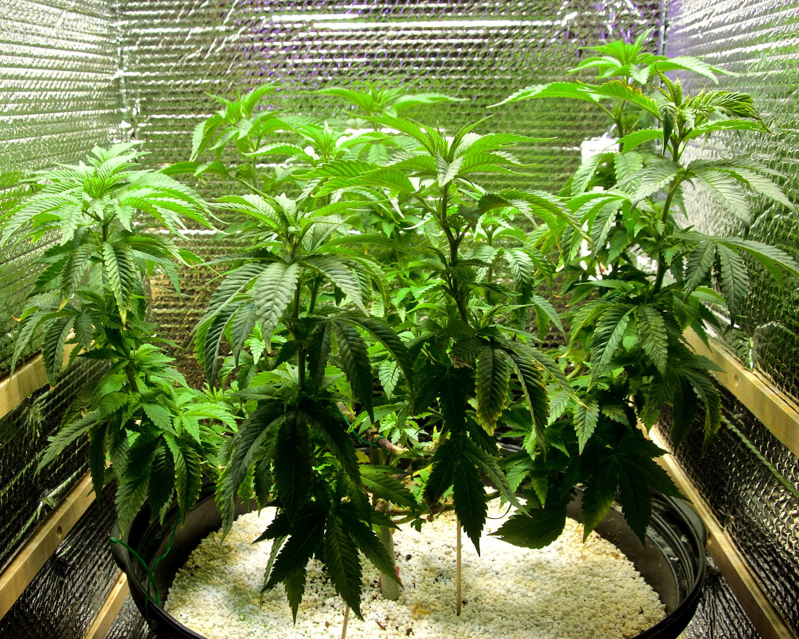 Click image for larger version  Name:	Current Grow, Weeks 12, 10, 5 & 3 (4).jpg Views:	3 Size:	923.5 KB ID:	374012