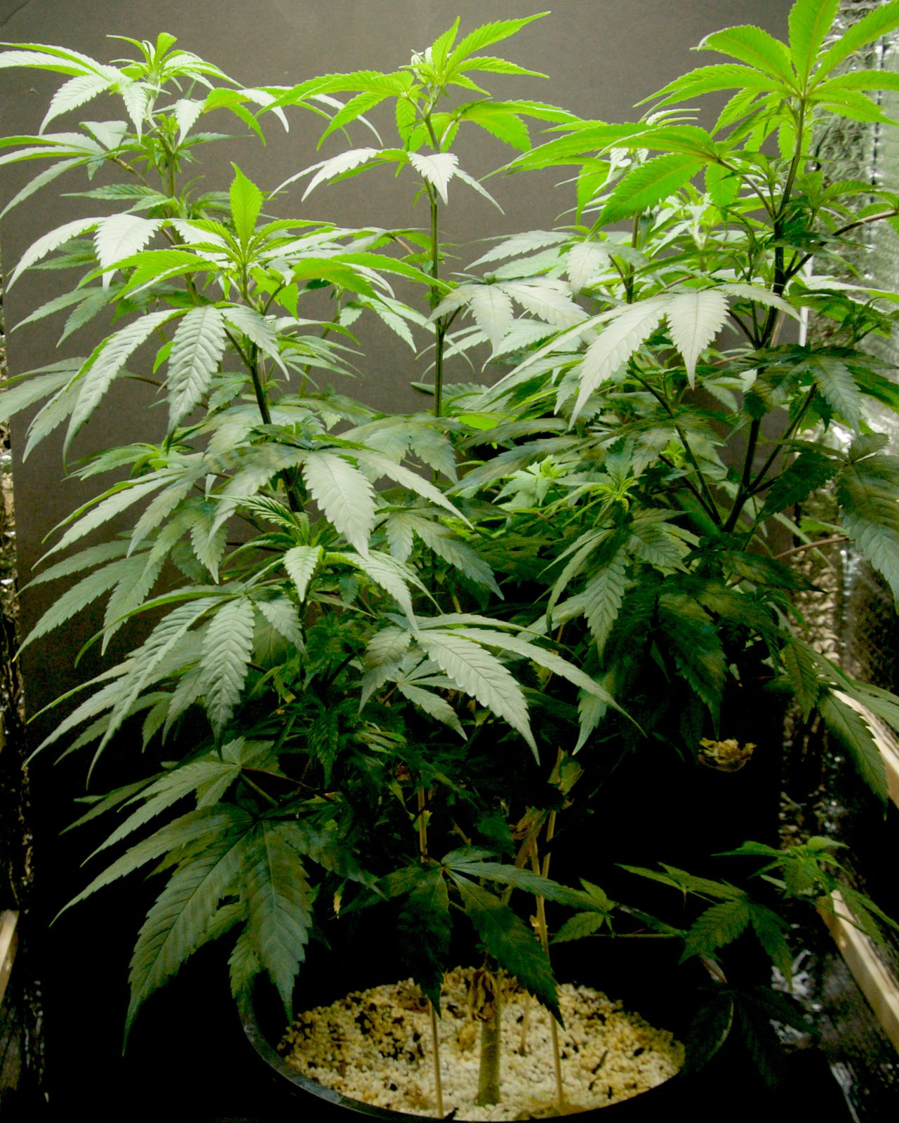 Click image for larger version  Name:	Current Grow, Weeks 12, 10, 5 & 3.jpg Views:	3 Size:	284.7 KB ID:	374013