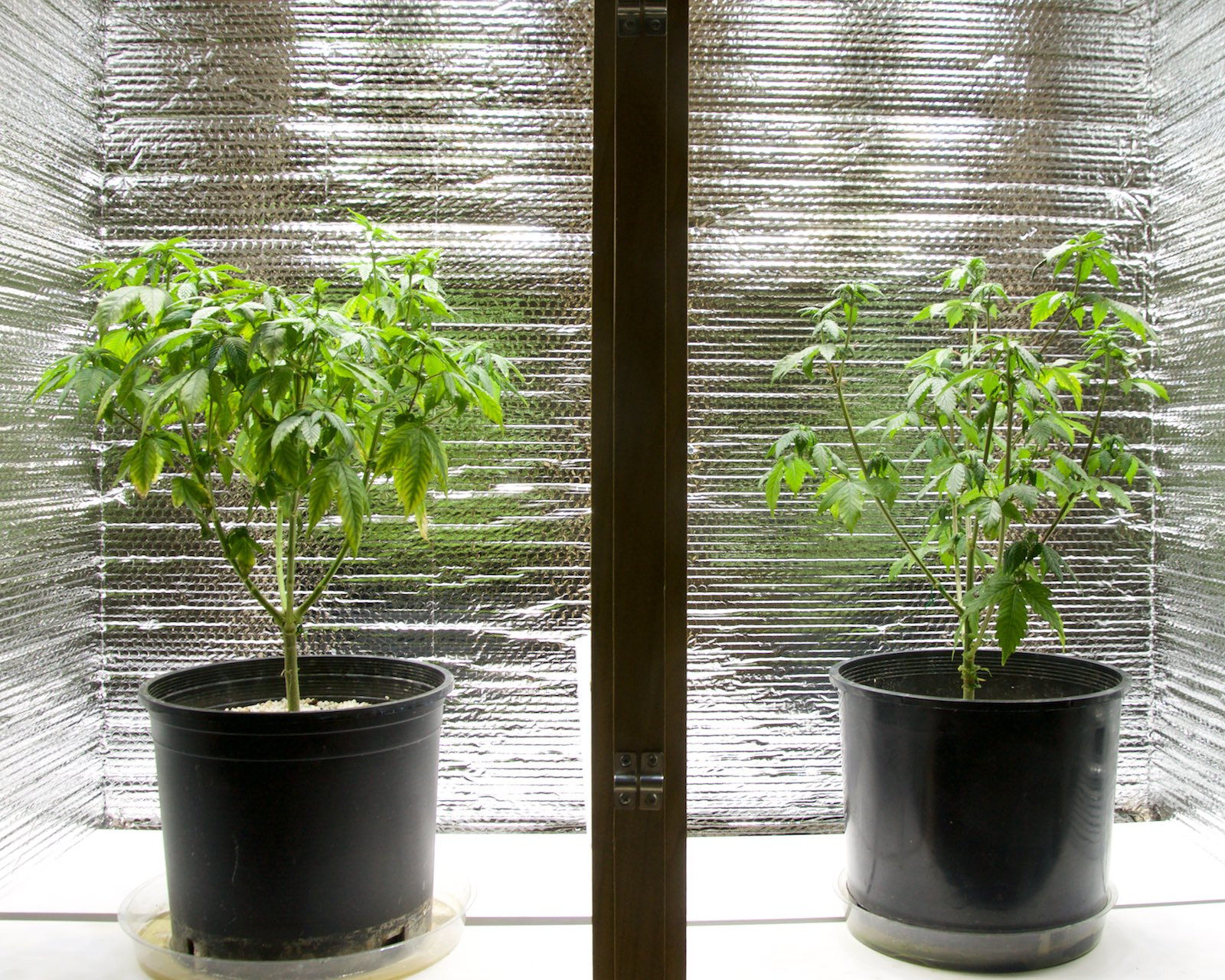 Click image for larger version  Name:	Current Grow, Weeks 12, 10, 5 & 3 (6).jpg Views:	3 Size:	806.7 KB ID:	374010
