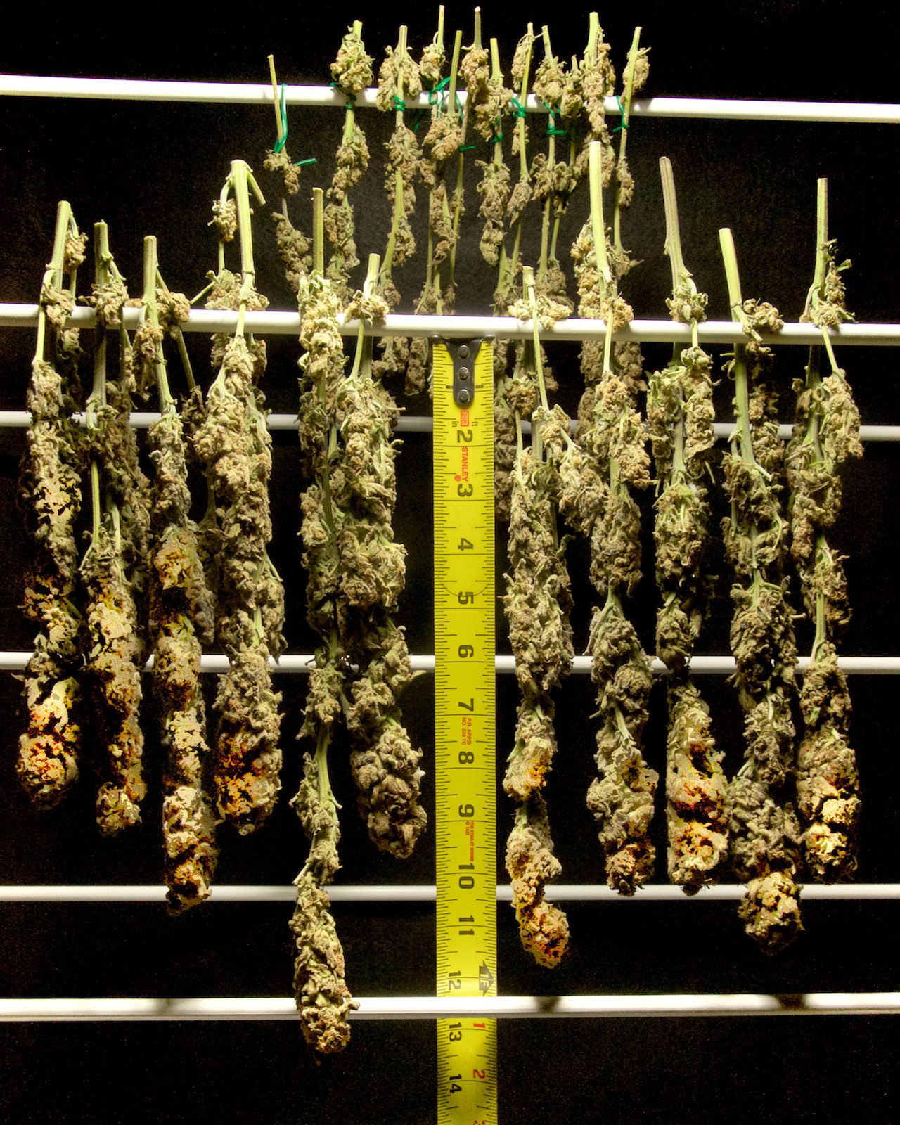 Click image for larger version  Name:	Current Grow, Weeks 12, 10, 5 & 3.jpg Views:	3 Size:	284.7 KB ID:	374013