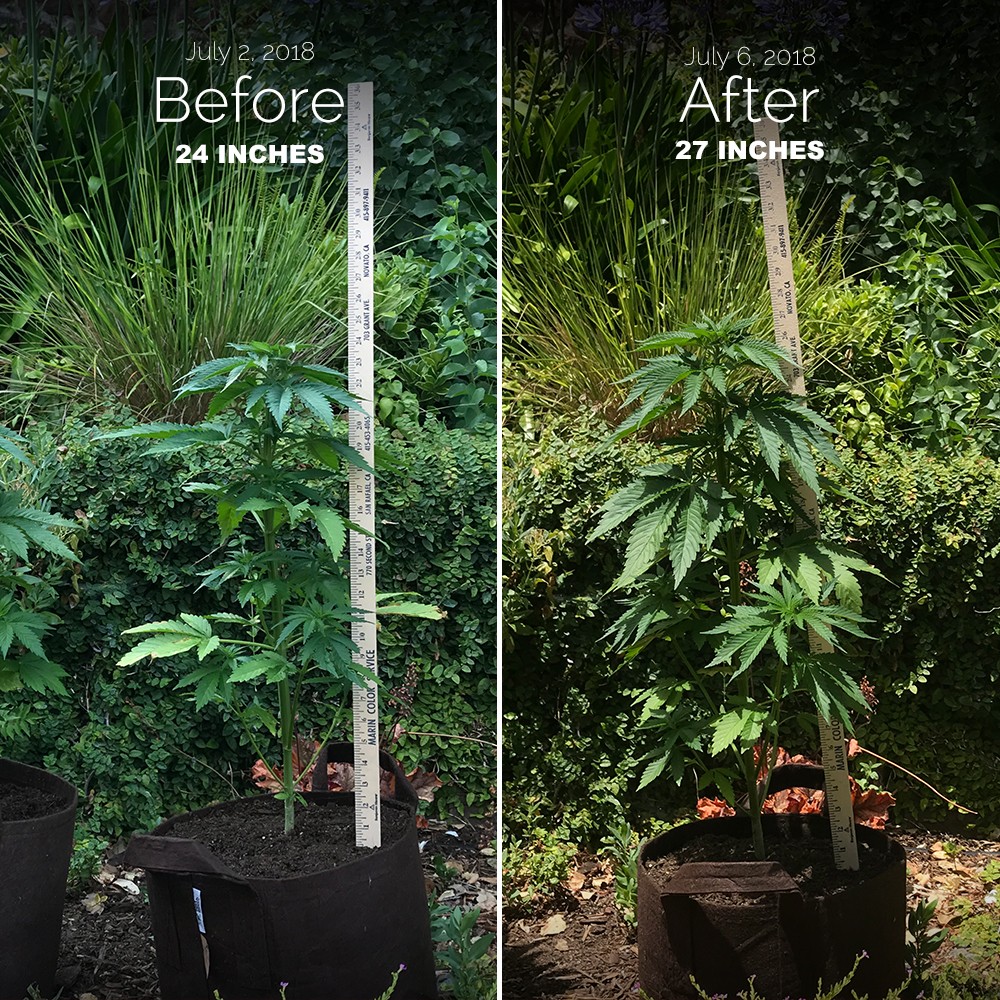 3 inches of growth in 4 days with outdoor plant - before/after picture