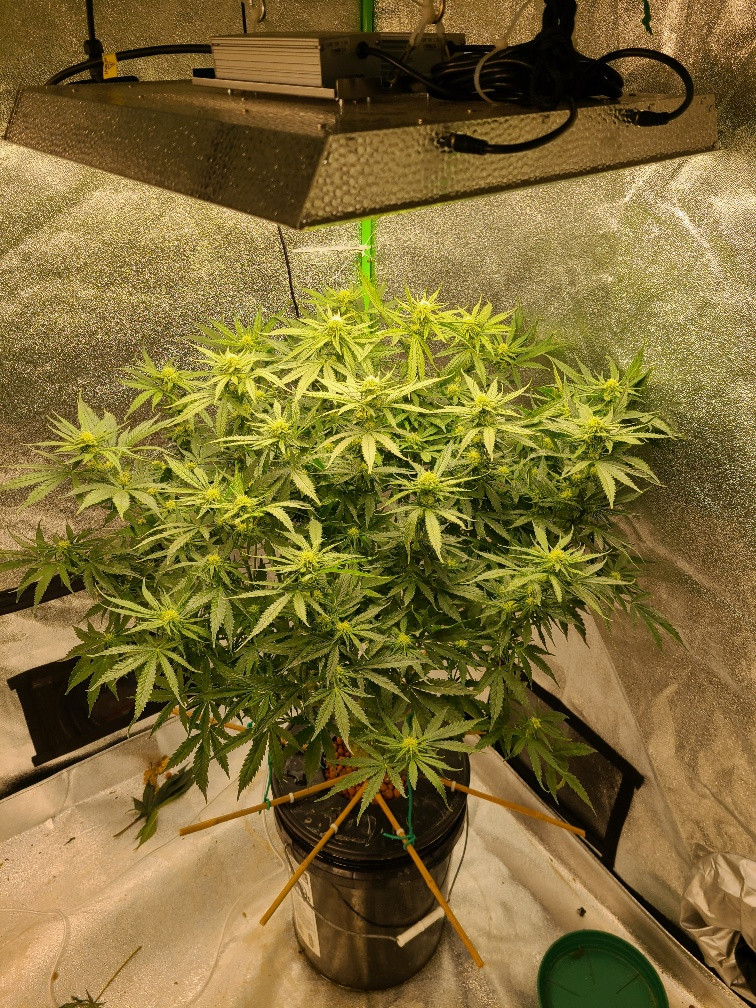 Decent plant.jpg